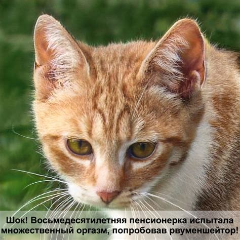 онсиор для кошек инструкция — Postimages