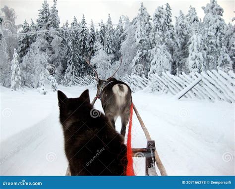 Reindeer Sledding At The Reindeer Herders Camp On The Background Of The