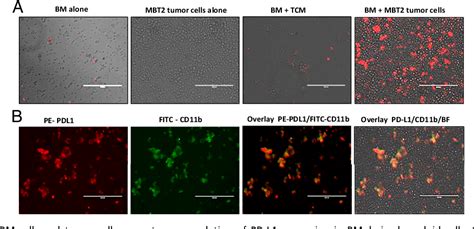 Figure From Cox Mpges Pge Pathway Regulates Pd L Expression In