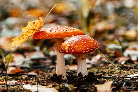Красавчик, уморивший много мух - Фотоблог: наблюдаю и ловлю моменты ...