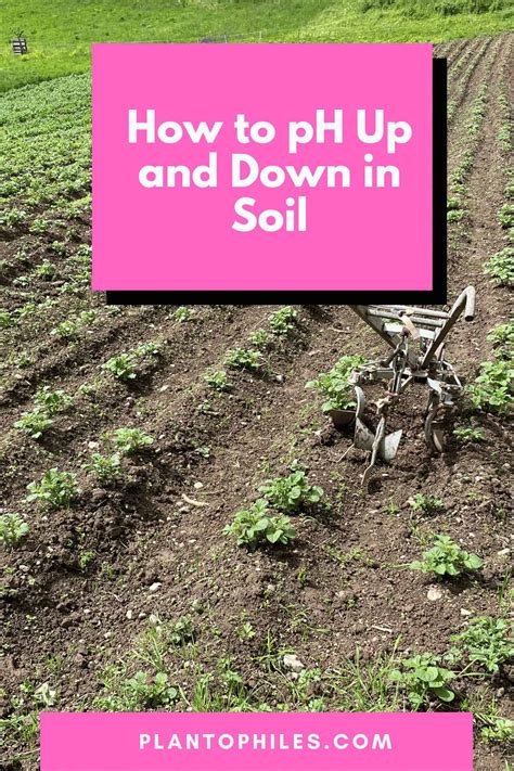 How to pH Up and Down in Soil — In 5 Easy Steps!