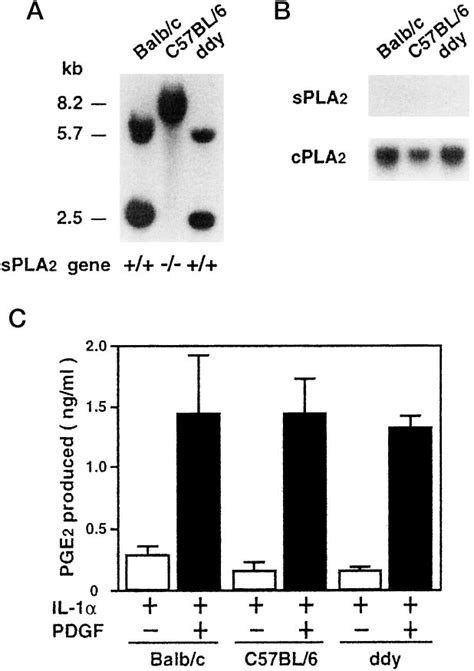 Genomic Analysis Of Mouse SPLA 2 And The Lack Of SPLA 2 MRNA Expression