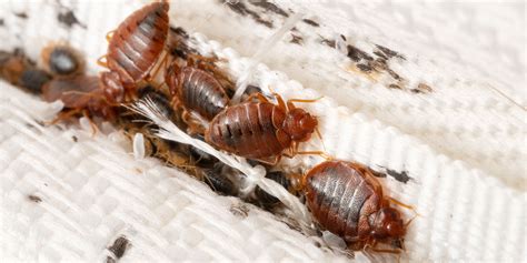 How To Get Rid Of Bedbugs For Good On Your Own At Sandra Wells Blog