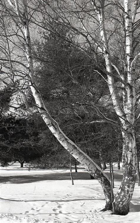 Landscape With Naked Roots Of Trees In Sandy Soil In Pine Forest Stock Photo Image Of Nature