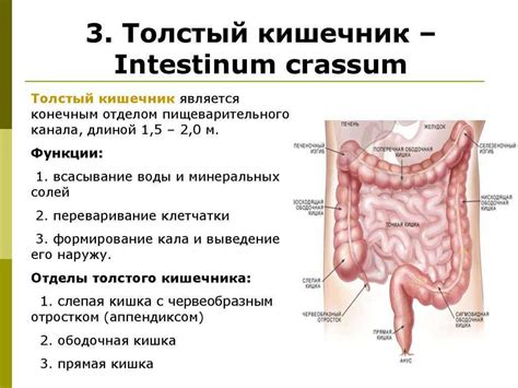 Кишечник человека: строение, роль и функции