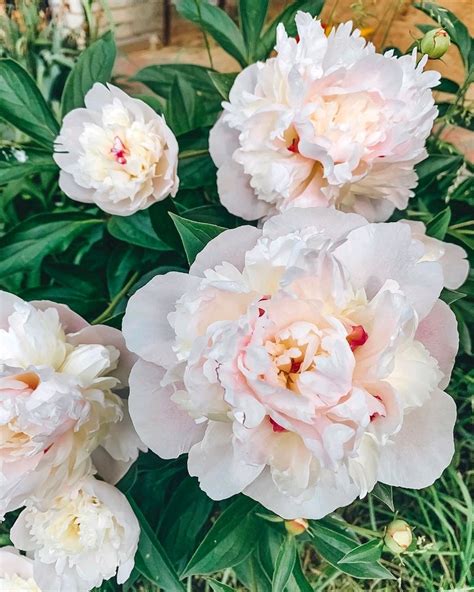 Пион Джулиска (77 фото) - фото - картинки и рисунки: скачать бесплатно