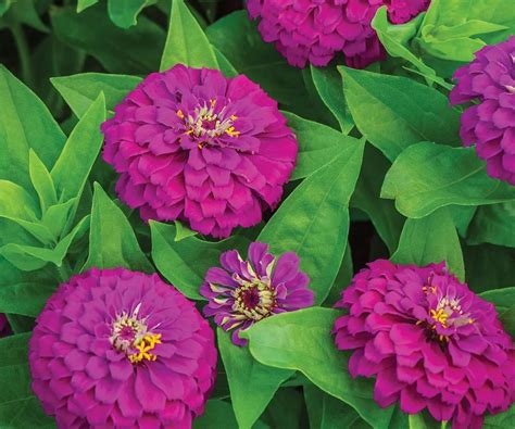 zinnias on fence line 4