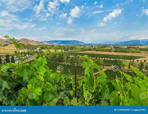 Napa Valley, CA USA - Napa Valley Vineyards Stock Image - Image of vineyards, relaxation: 112993439