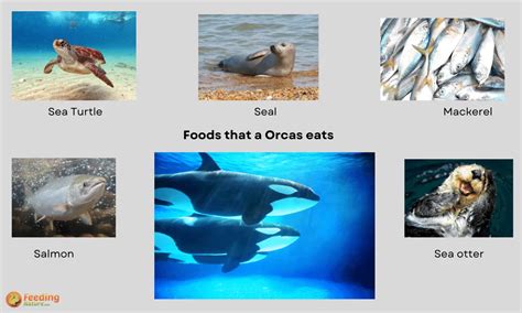 What do Orcas eat? A Complete Guide 2022 - Feeding Nature