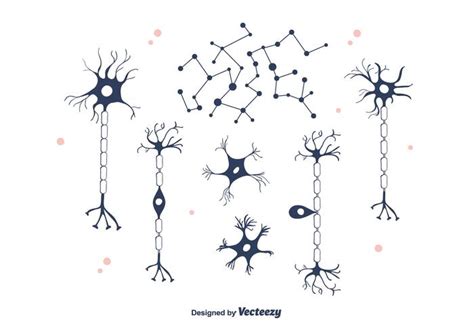 Neuron Vector 115820 Vector Art At Vecteezy