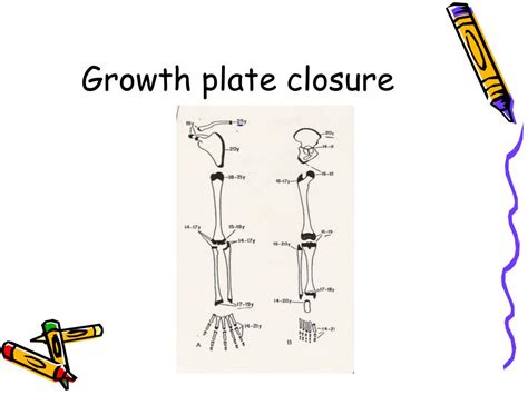 growth maturation  adolescence powerpoint