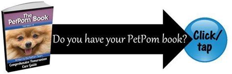 Age of a Pomeranian | Equivalency and Maturity Chart