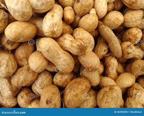 Groundnut, Peanut, Arachis Hypogaea Stock Photo - Image of arachis ...