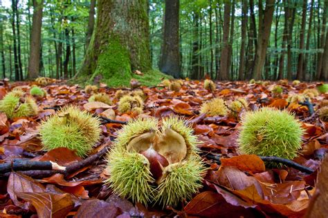 American Chestnut Foundation Pulls Support For Failed GMO American