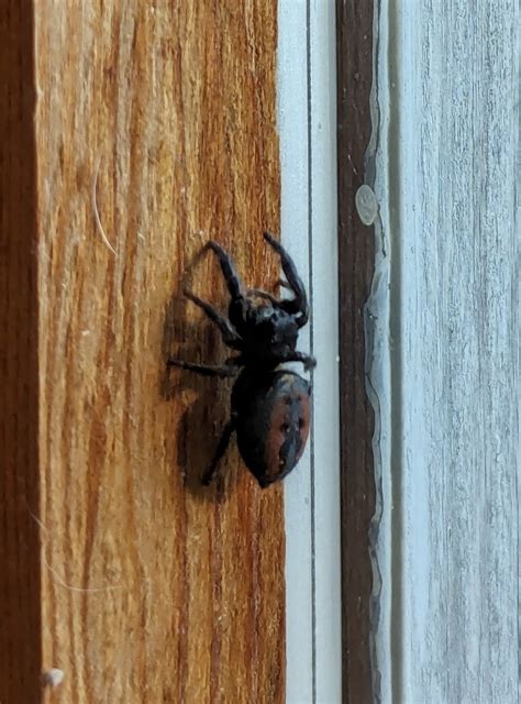 Johnson S Jumping Spider From Duvall Wa Usa On March