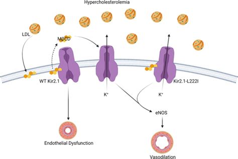 Membrane Cholesterol Interactions With Proteins In Hypercholesterolemia