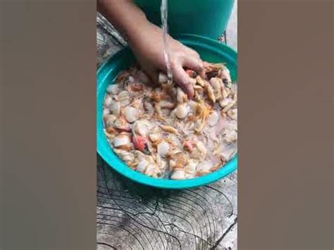 seafood baluko exotic food filipino delicacy youtube