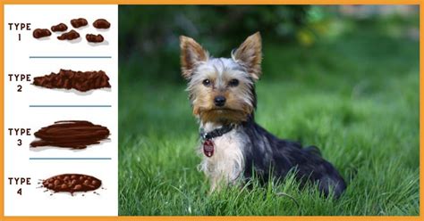 5 Signs & Solutions To Save Your Furry Friend: Diarrhea In Dogs - What To Do