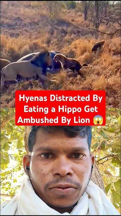 Witness The Wild Hyenas Feast On Hippo Only To Face A Surprising Lion