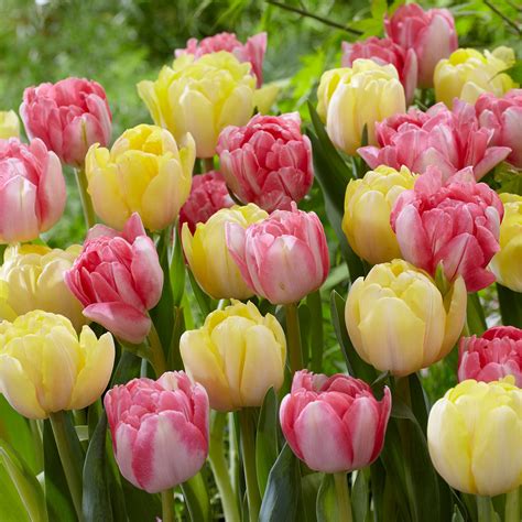 Buy premium quality Tulip Foxy Foxtrot 10/12cm from Dutch Bulbs