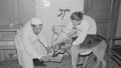 How Vladimir Demikhov Actually Made A Two-Headed Dog | Vintage News Daily