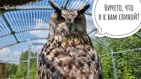 Светлячки в ночи, дубоносы в миске, сова на качельках. Завтра сова Ёль ...