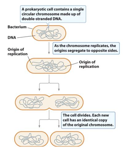 Genetics chapter 2 (final) Flashcards | Quizlet