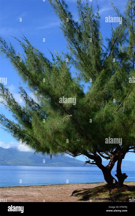 Tree at a public park on the beach of Larantuka, Flores Island ...