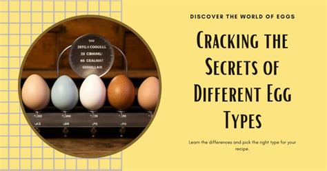 Exploring the Many Types of Eggs: A Comprehensive Guide