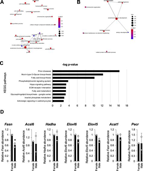 Sex Differences In The Neuroinflammatory Signaling Pathway Effect Of Mirnas On Fatty Acid