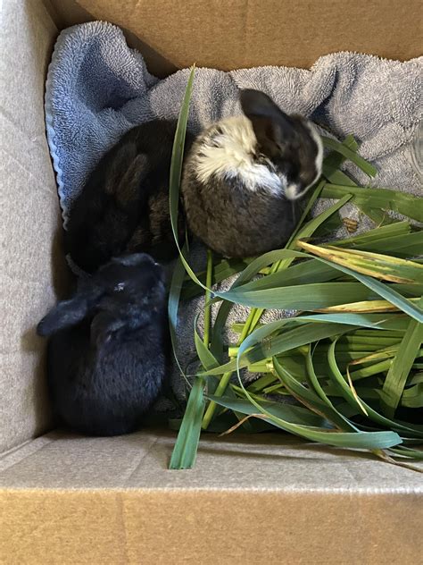 Yard bunnies : r/nolaorganicgardens