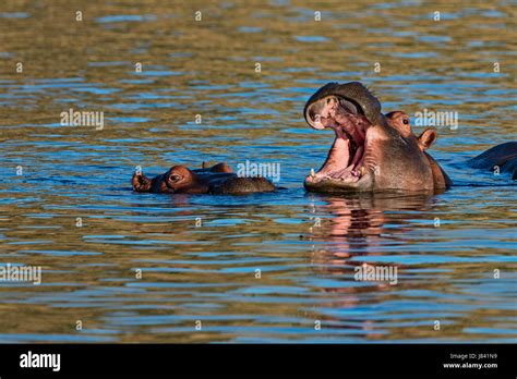 Open Mouth With Teeth Hi Res Stock Photography And Images Alamy