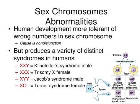 Ch Warm Up Definitions Sex Linked Gene Barr Body Sry Gene Ppt