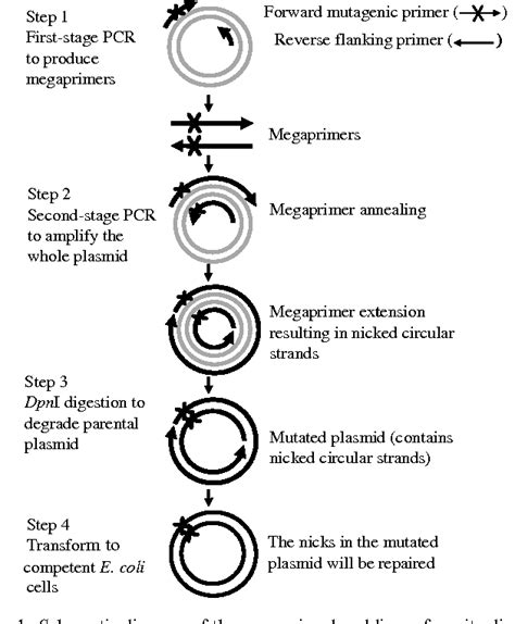 Figure From A Novel Megaprimed And Ligase Free Pcr Based Site