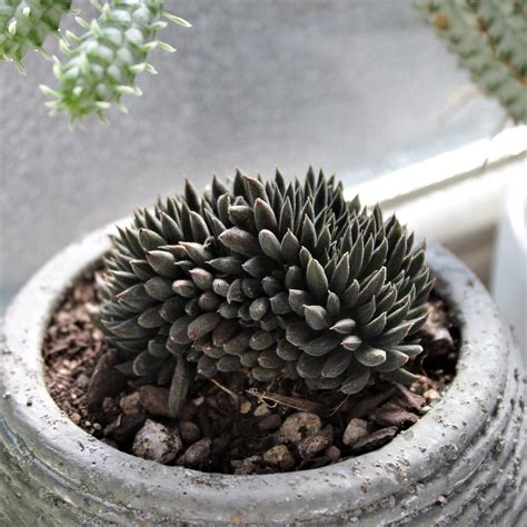 Sinocrassula Yunnanensis Chinese Jade Succulent 2 Pot Little