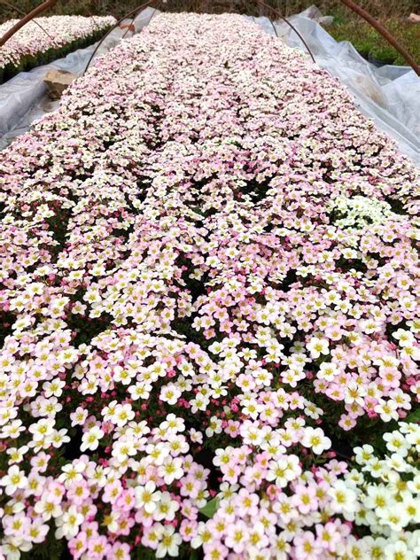 САКСИФРАГА , КАМЕНОЛОМКА (SAXIFRAGA) | Зелената Градина