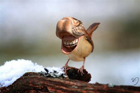 Hilariously Strange Manipulated Photos Of Birds With Big Mouths Instead