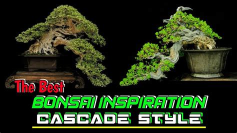 Kumpulan Bonsai Gaya Cascade INSPIRASI BONSAI CASCADE YouTube