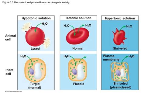 5 5 Water Balance Between Cells And Their Surroundings Is Crucial To