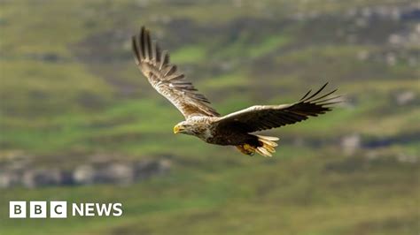 Gwynedd Mystery Surrounds Sea Eagle Spotted By Farmer Bbc News