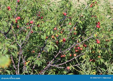 wild plum thicket stock image image  fireplace fire
