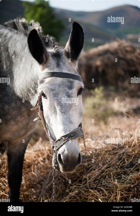 Large Gray Donkey Stock Photo Alamy