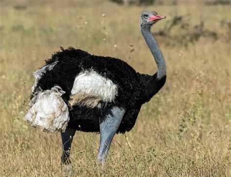 16 Incredible Ostrich Facts about the World's Largest Birds