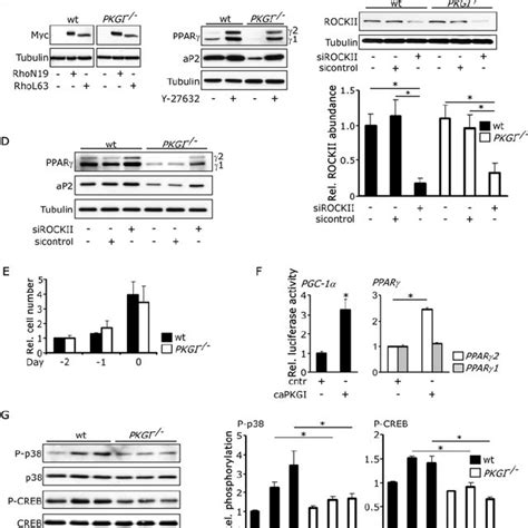 Fig S3 Analysis Of RhoA ROCK And Insulin Signaling A Expression