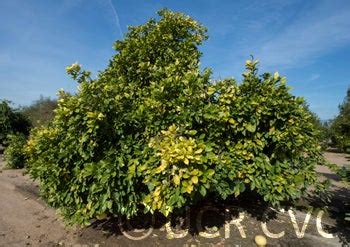 Thong Dee Pummelo Givaudan Citrus Variety Collection At Ucr