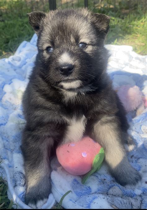 Pomsky Puppies - PetsForHomes