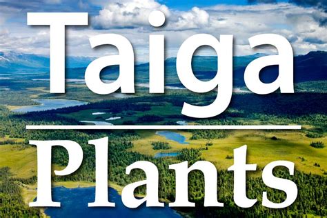 Plants Of The Taiga: A List Of Taiga Plants With Pictures & Facts