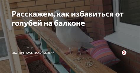 Как избавиться от голубей на балконе и подоконнике