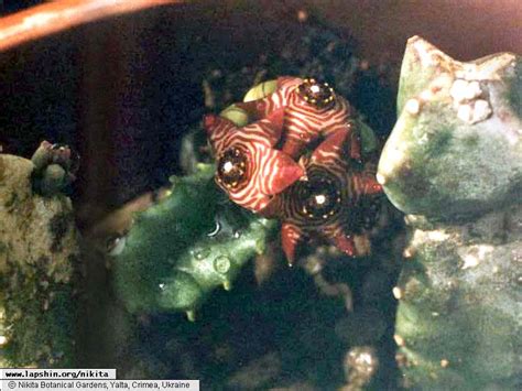 Купить растения, продажа и рассылка почтой, каталог, заказ суккулентов ...