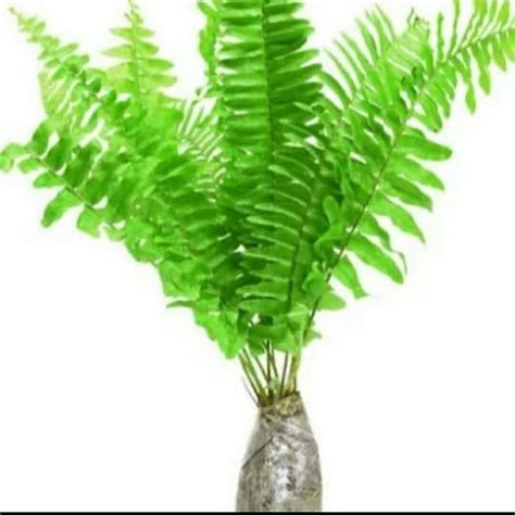 tanaman paku pakis kelabang hiasan taman pohon pakis tanaman hias